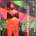Strictly 4 My N.I.G.G.A.Z..., Музыкальный Портал α
