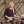 Scott Gorham, Музыкальный Портал α